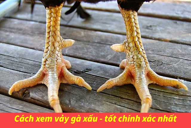 Gà có vảy quý hiếm thì là gà hay?