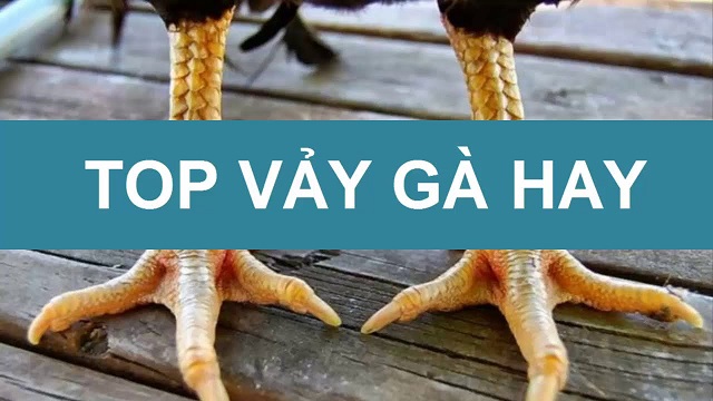 Top 10 vảy gà quý hiếm có thể bạn chưa biết