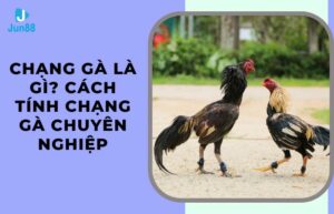 Chạng gà là gì