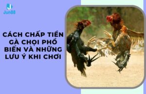 cách chấp tiền gà chọi