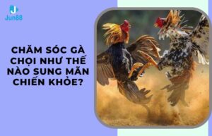 chăm sóc gà chọi