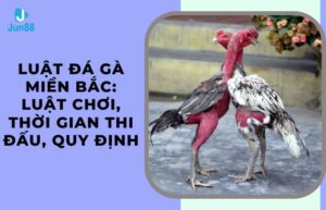 Luật đá gà miền Bắc